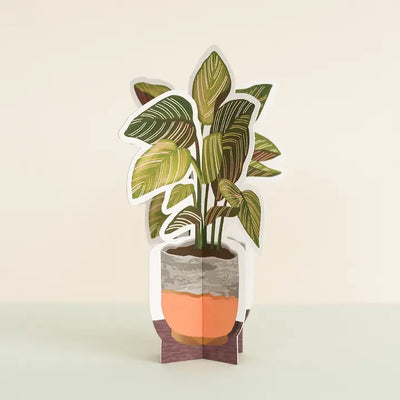 Pinstripe | Decorative Paper Plant